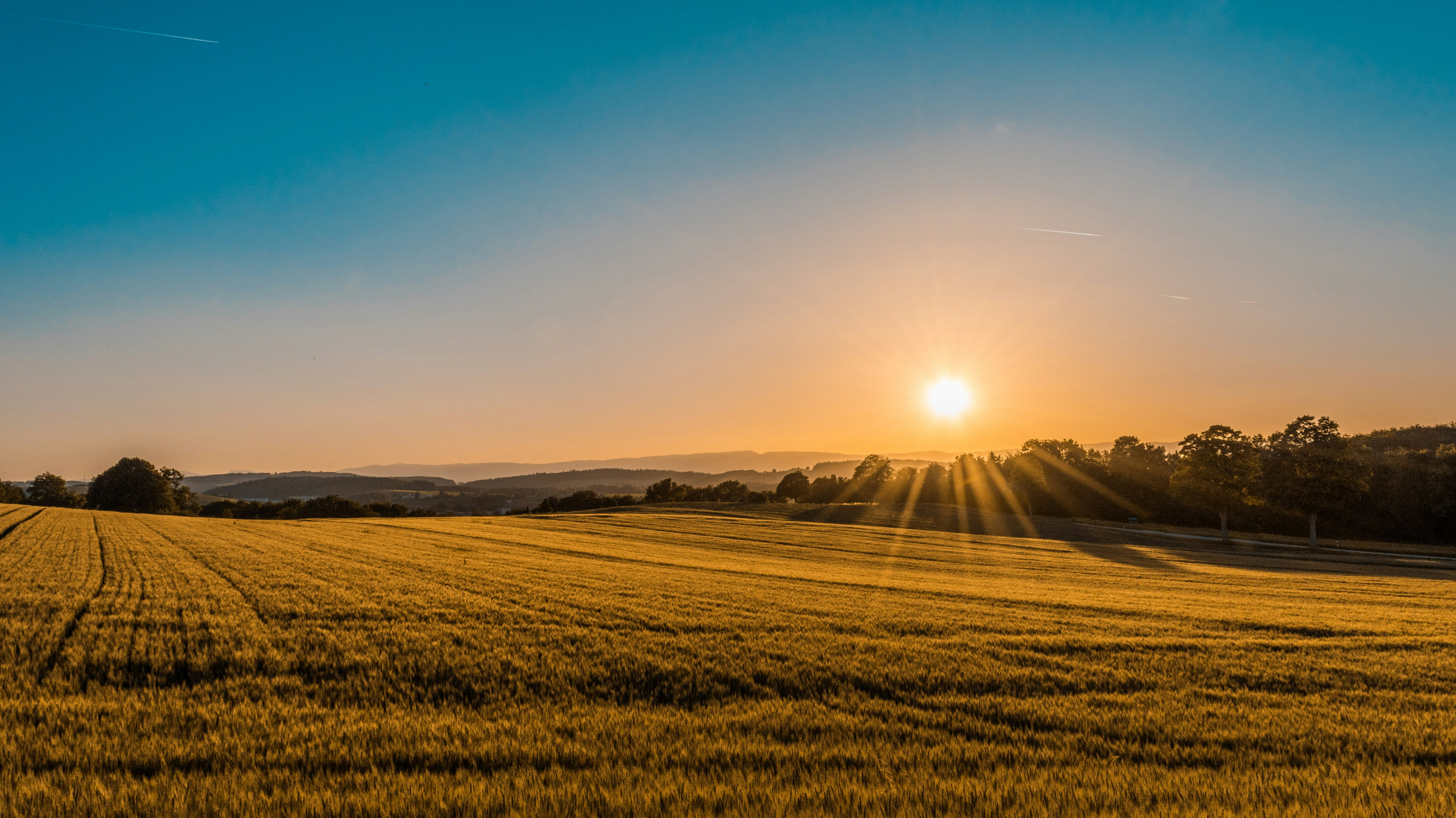 Field